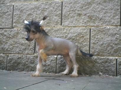 Groofee Ro Zaretto Al Maarii Sapphire