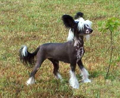 Tamoshire Itsa Mai Tai Sudi