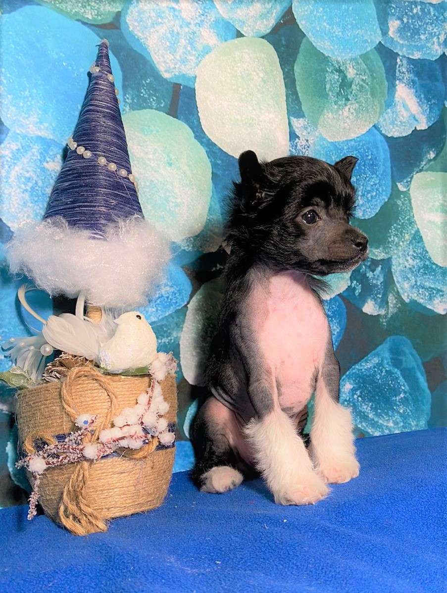 Charuyuschiy Soblazn Gellia Gentle Kiss