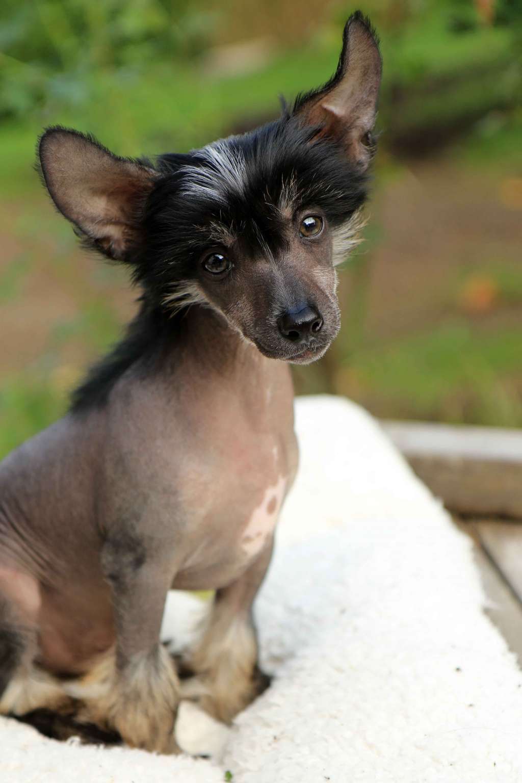 Tinklecrest Dark Horse