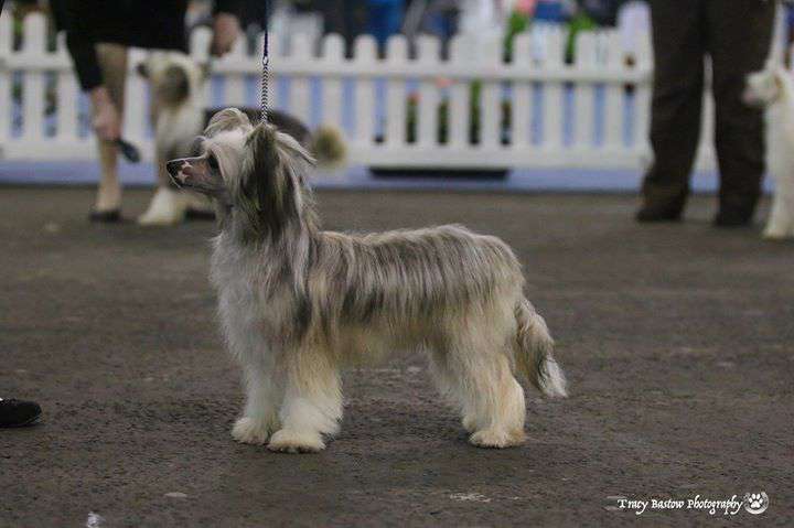 PufflePaws Cosmico Mio with Lomharra