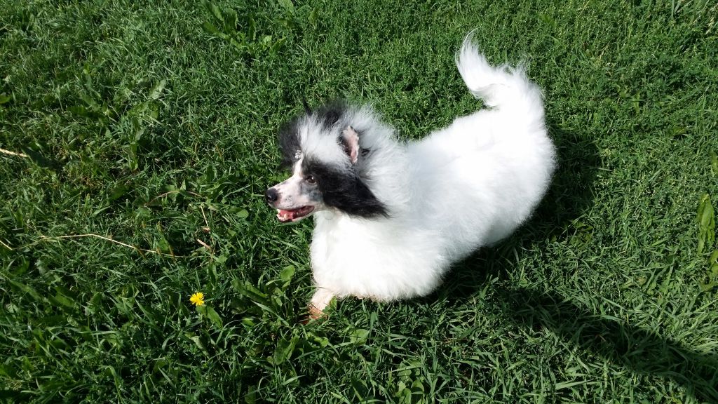 Vanitonia Edge Of Glory