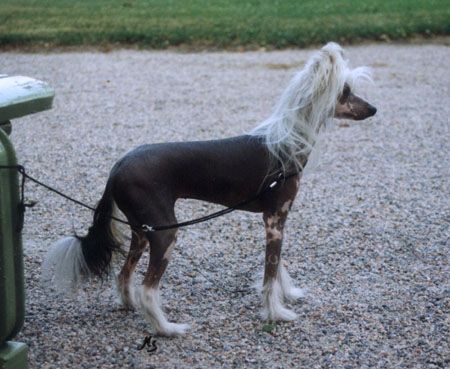 Chinetta's Cheerleader