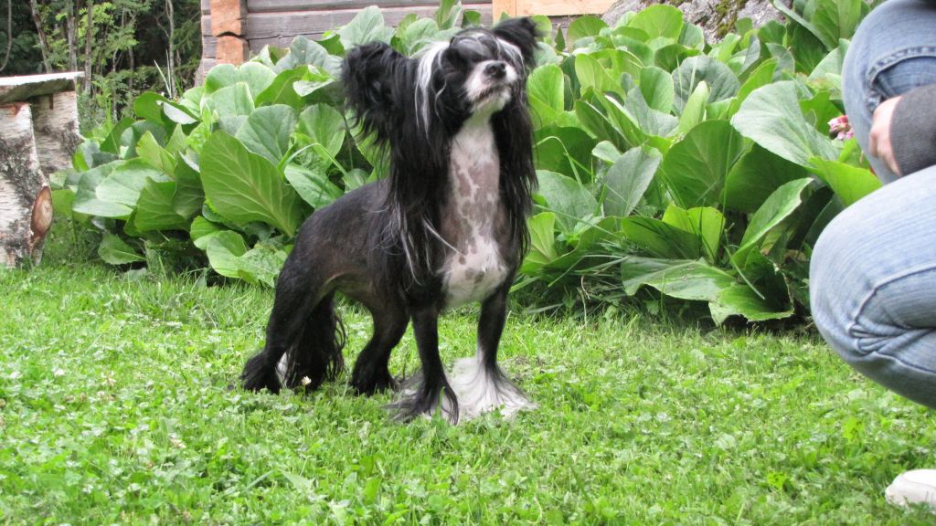 Bemu's Pride And Joy