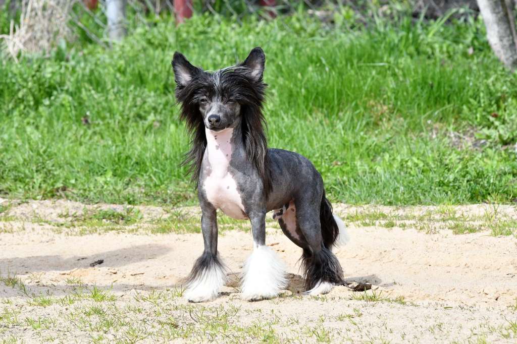 Magic of Success Flame of My Heart