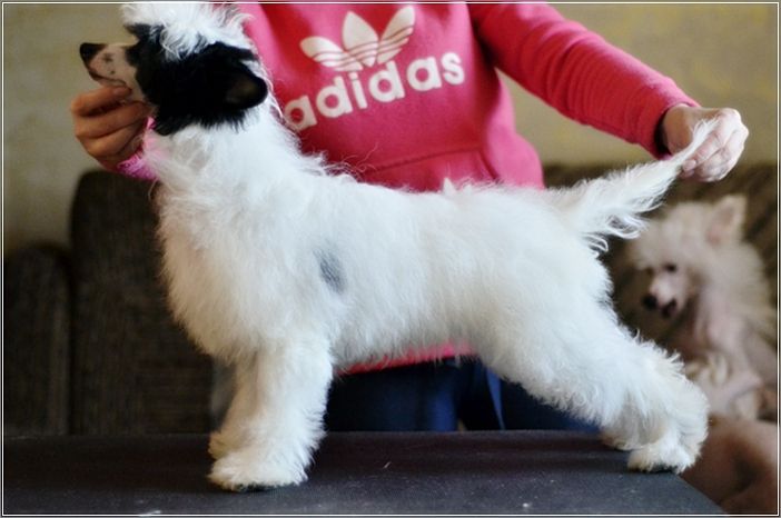 Elance Louange Darijo Viko