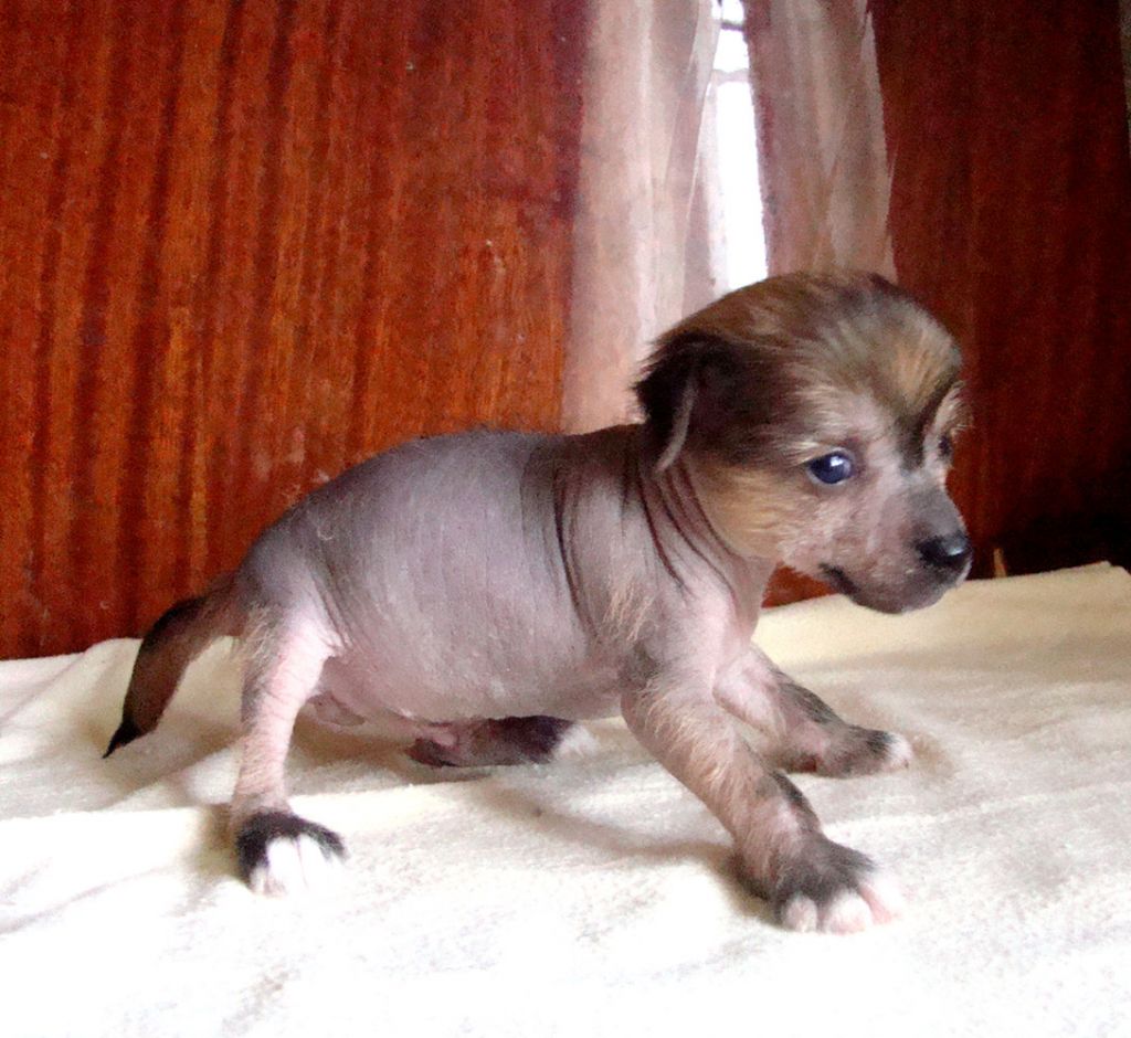 Kristal Yaniry   Oazis