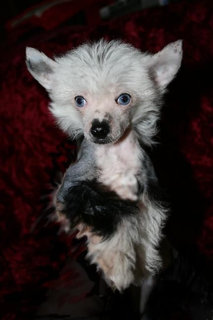 Mstical Blue Princess of Pangea