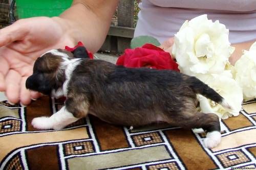 K... 1 iz Hohlyandii