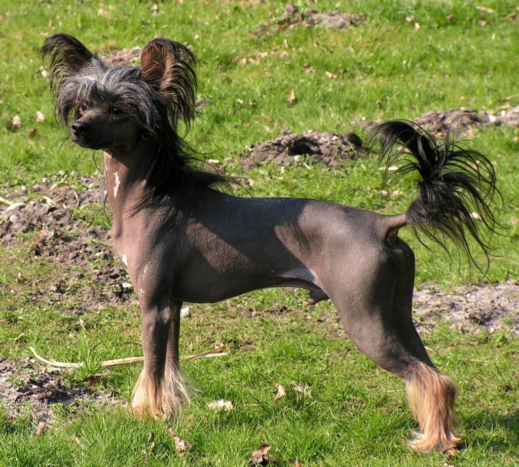 Blejk Kolorowy Ogrod