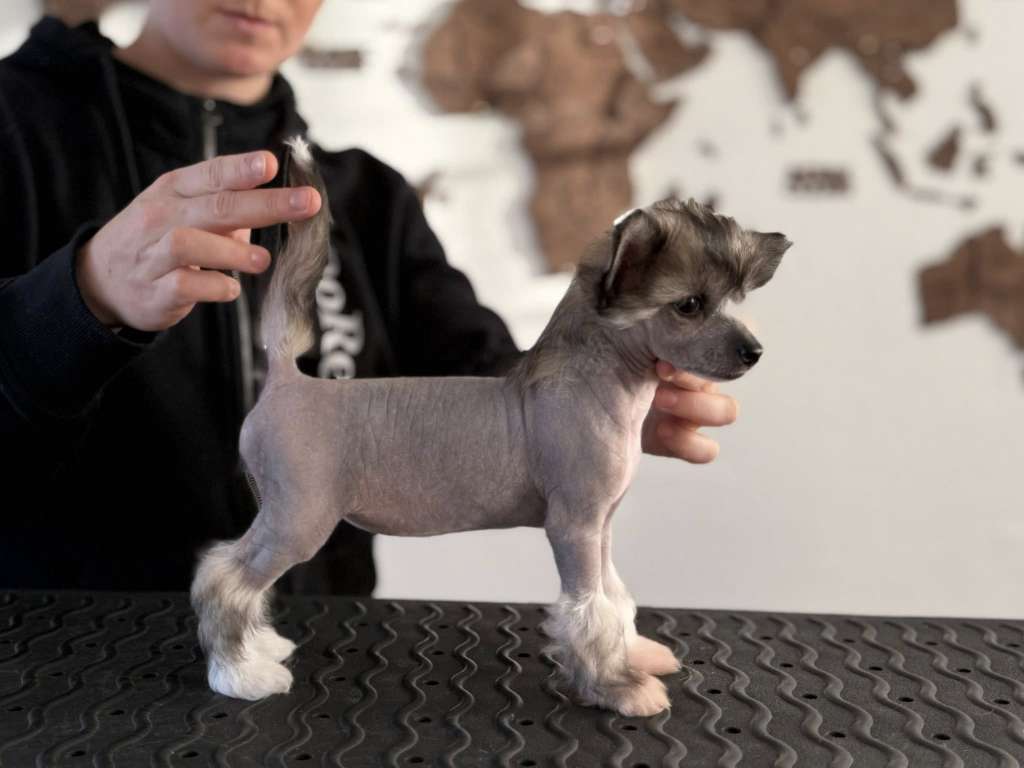 Leed's Infinity Aguiar de Carvalho