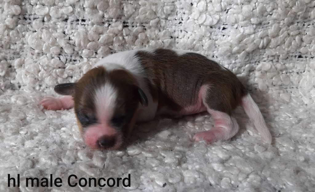 Family Song's Concord