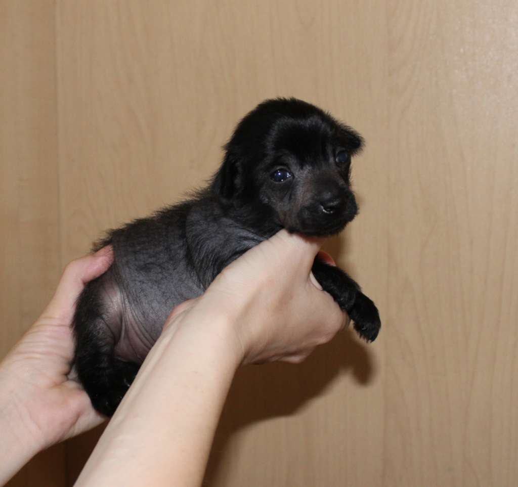 Charuyuschiy Soblazn Burgundi