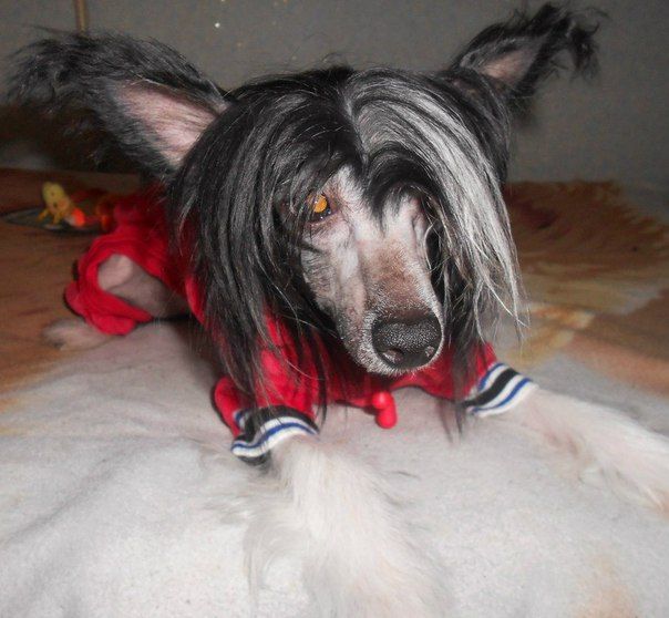 Gorchitsa Aleksa's House