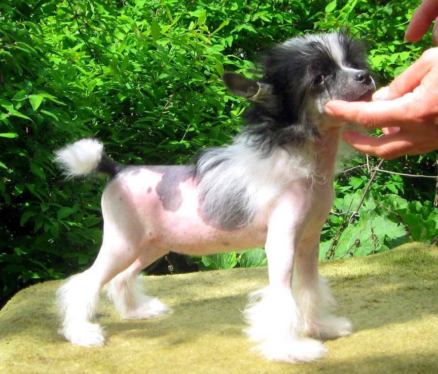 Golden Is Life Astra