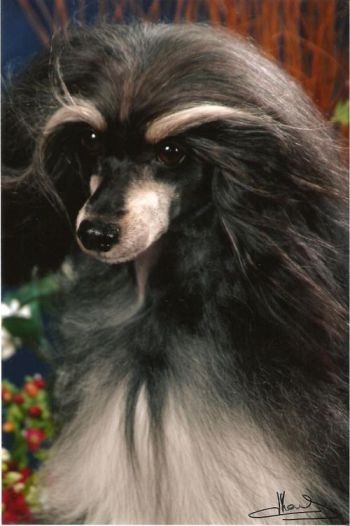 Daimond Black Avokaduh