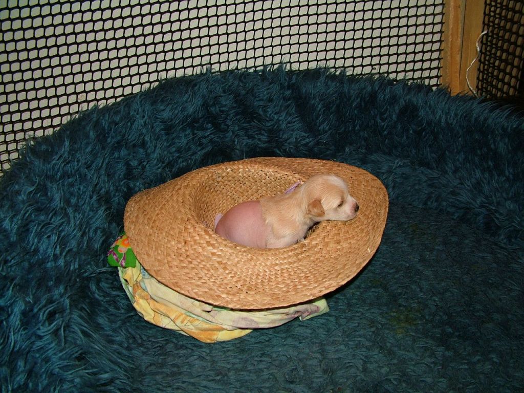 Picture
