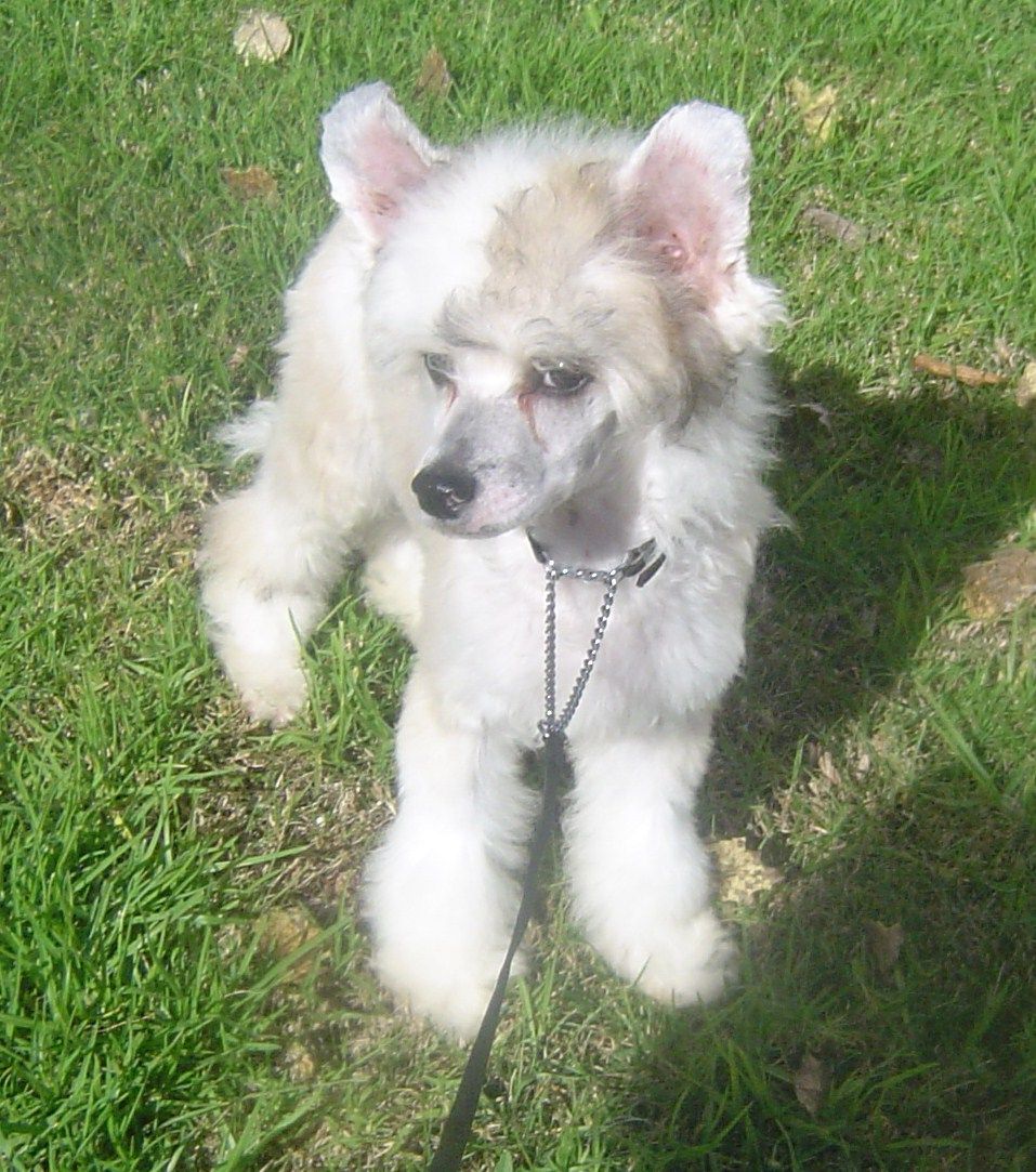 Forest of the Nymphs de Almamasan