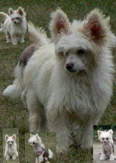 Doucai Proving The Point