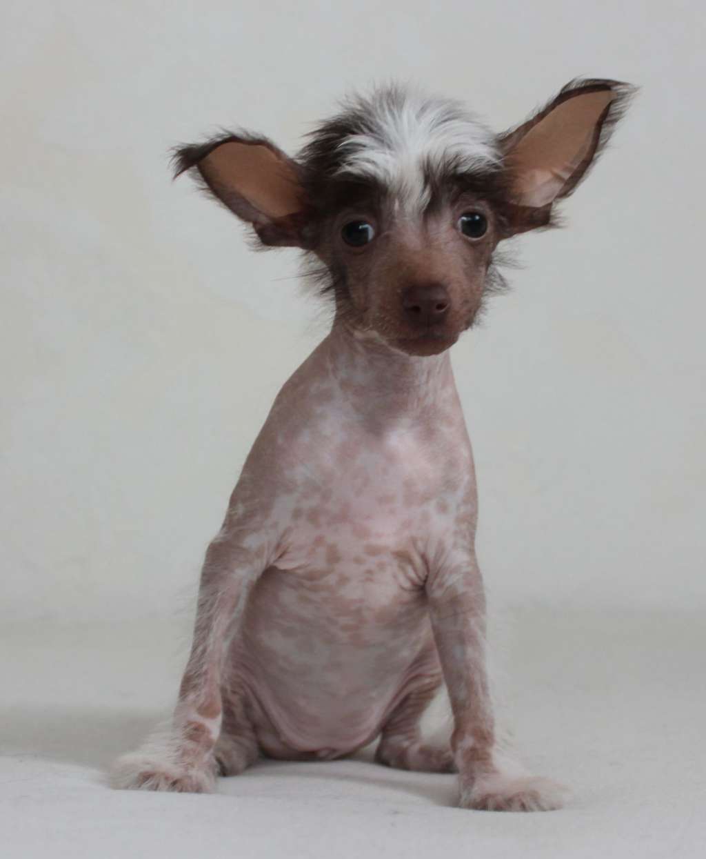 Marble Mosaica iz Clana Timurlana