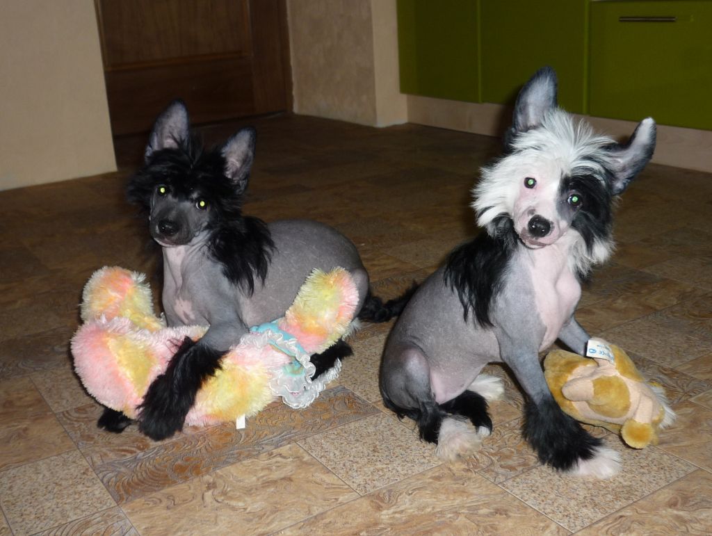 Legion Of Dream Mustang