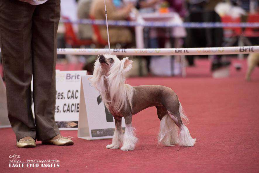 Just My Sunshine Sasima(fci)