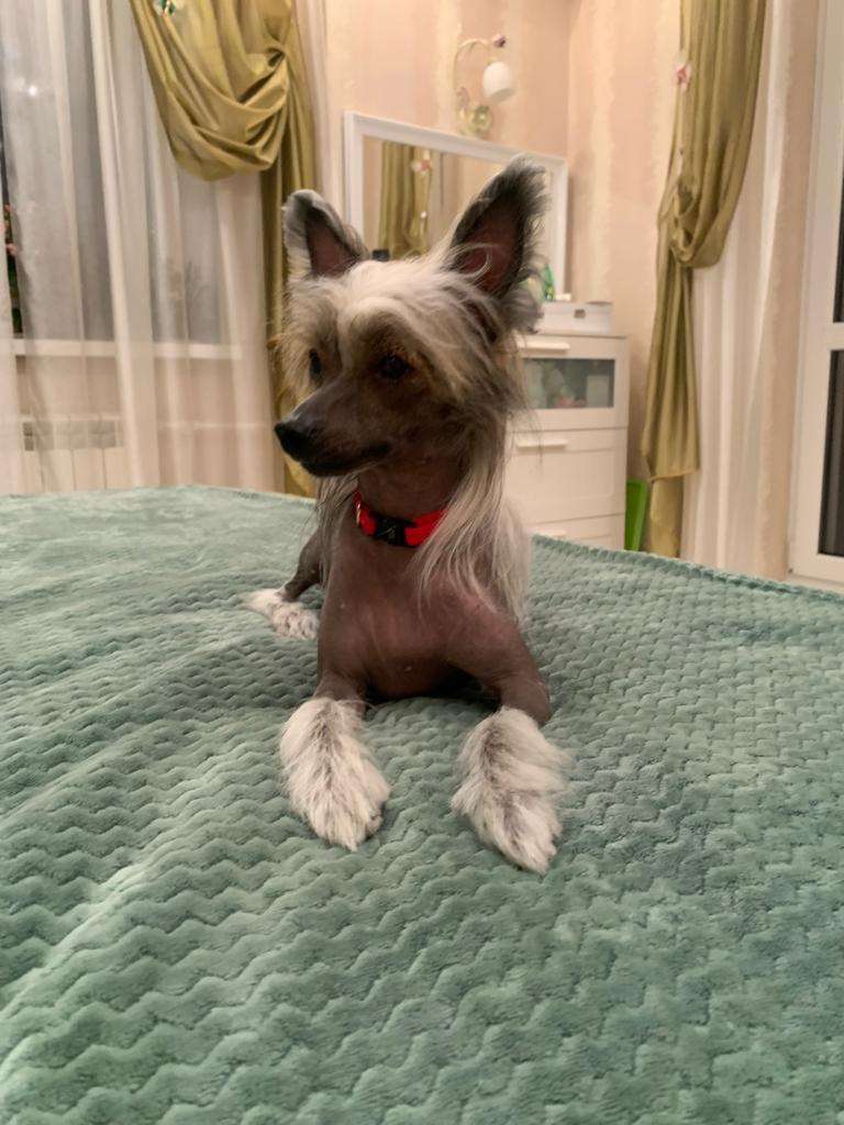 Tejla Daruyushchaya Blago