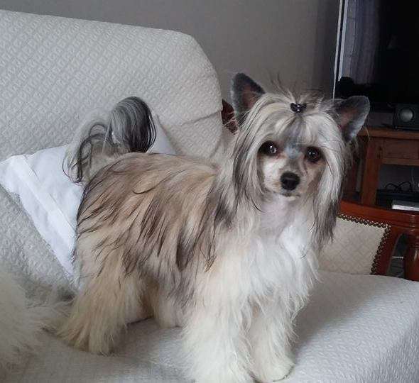 Little Dog Of Dream Malibu Sunrise