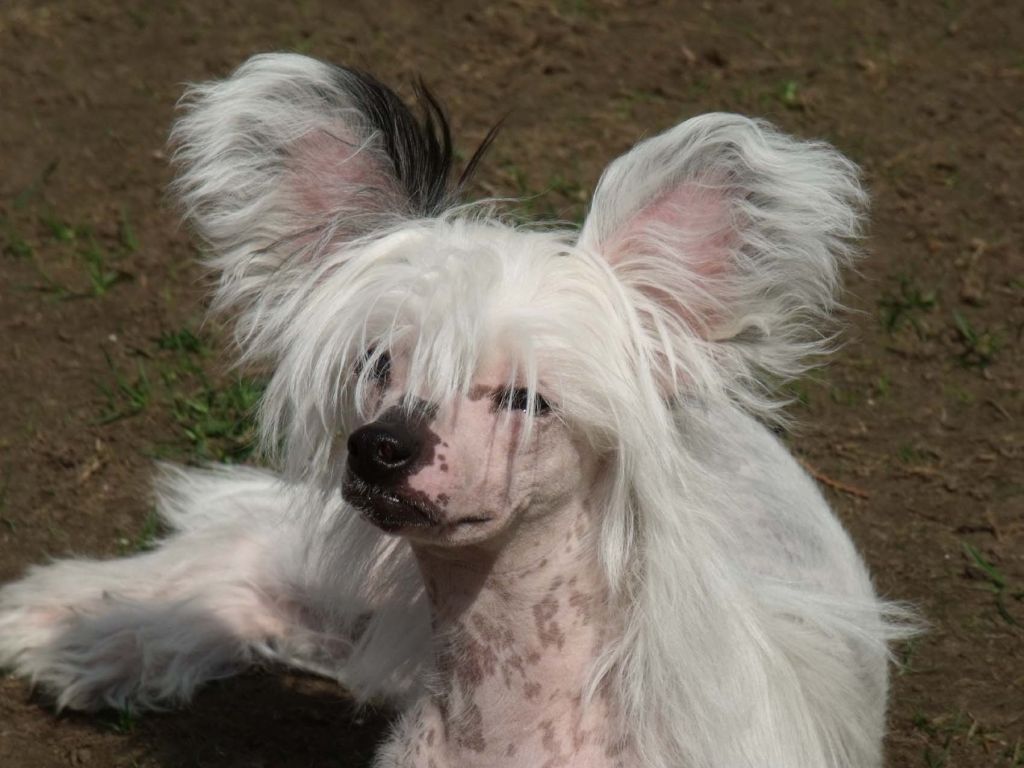 Qigous Novan Stardust