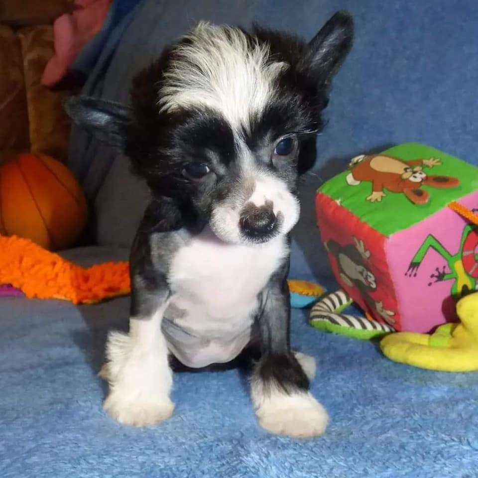 Kyllie z Jestrbiho kralovstvi