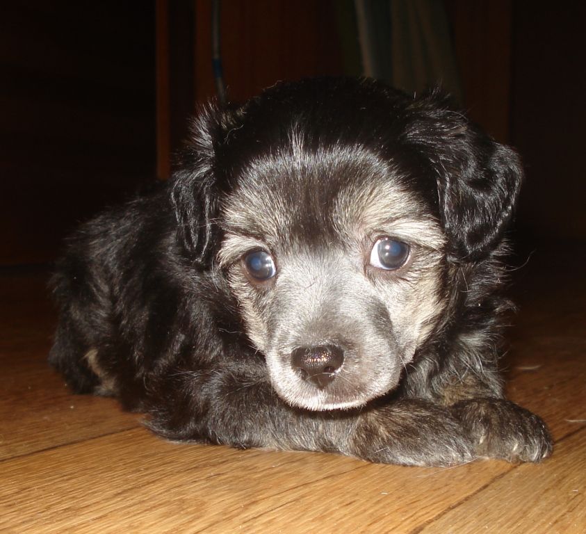 Akvilon Severniy Veter