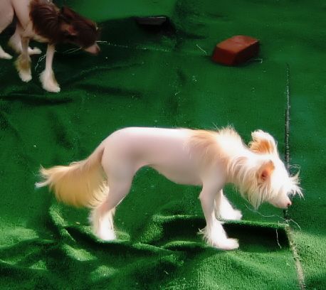 Topshelf Coco Loco Cin Swizzle