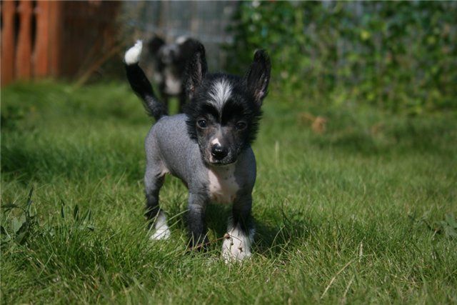 Sky Miracle Absolutely Hot Pepper