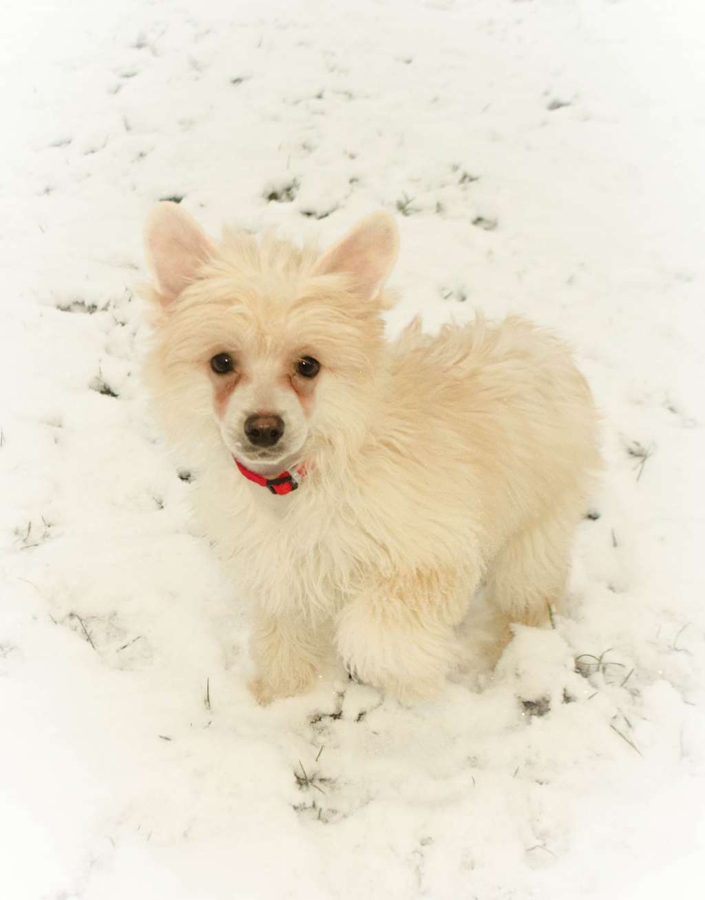 Aegir from the Land of Pangaea