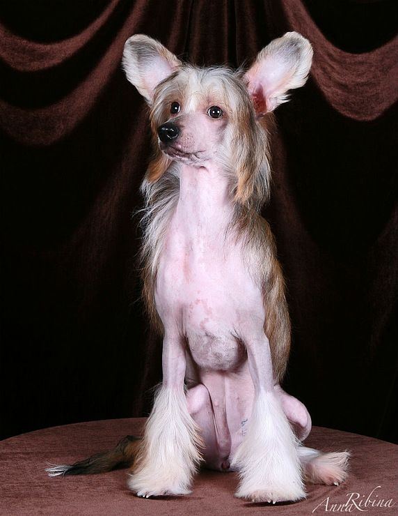 Diadema Vostoka Ajsha