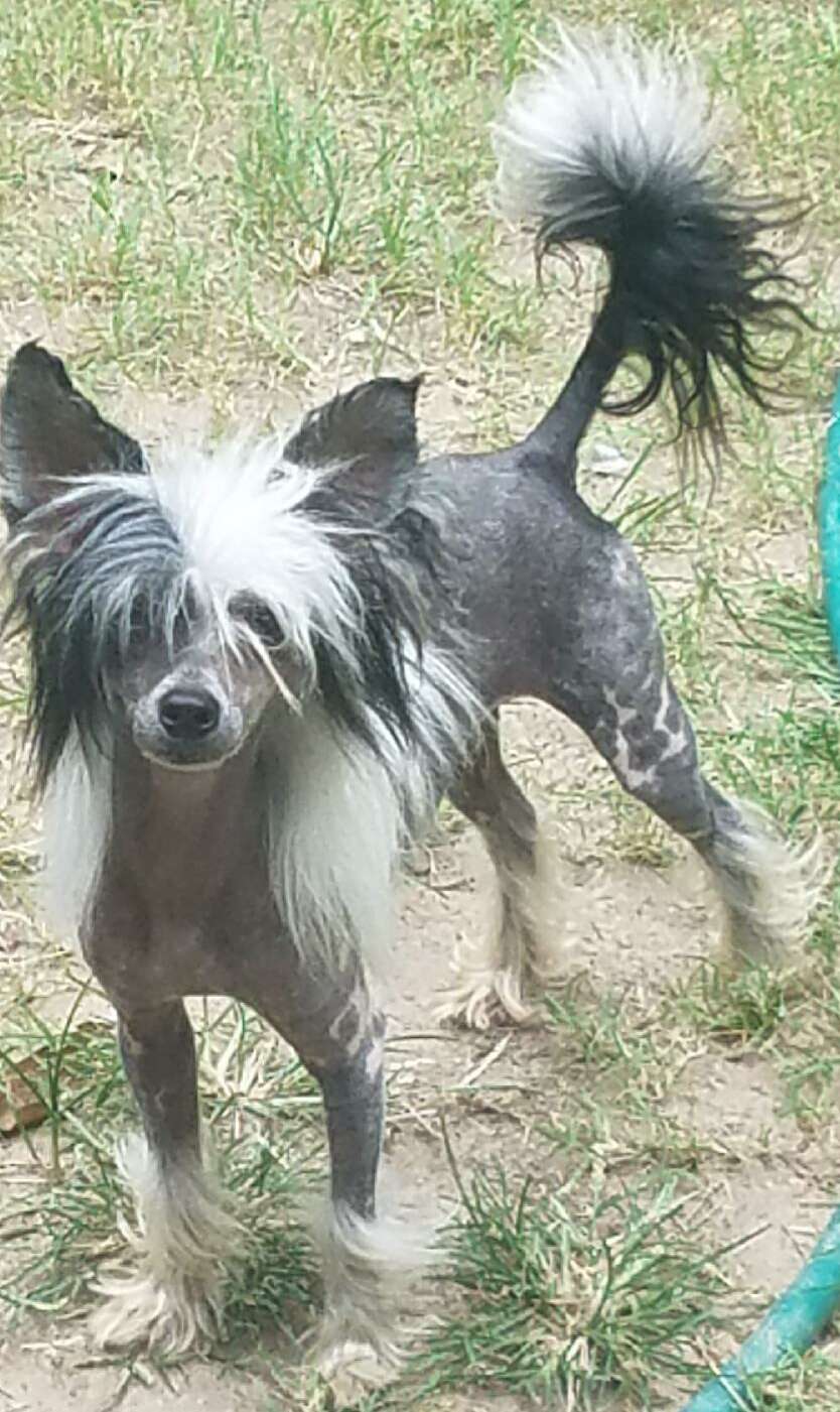 Shaw's The Fast Life Of Malachi