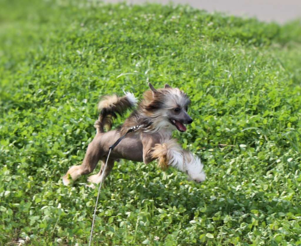 Laisan Island Benjamin