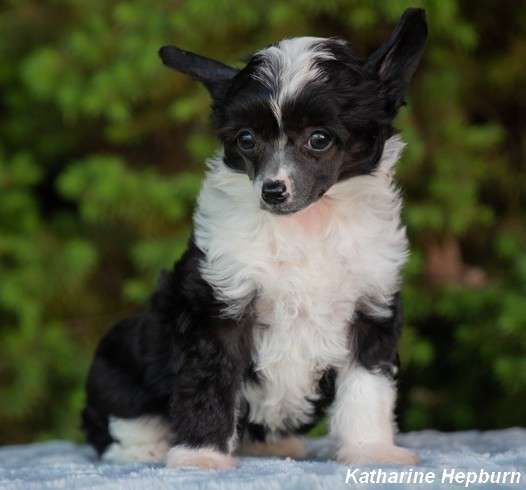 Katharine Hepburn  Milfra-Moravia