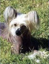 WhisperLn' Devil Wenta Georgia