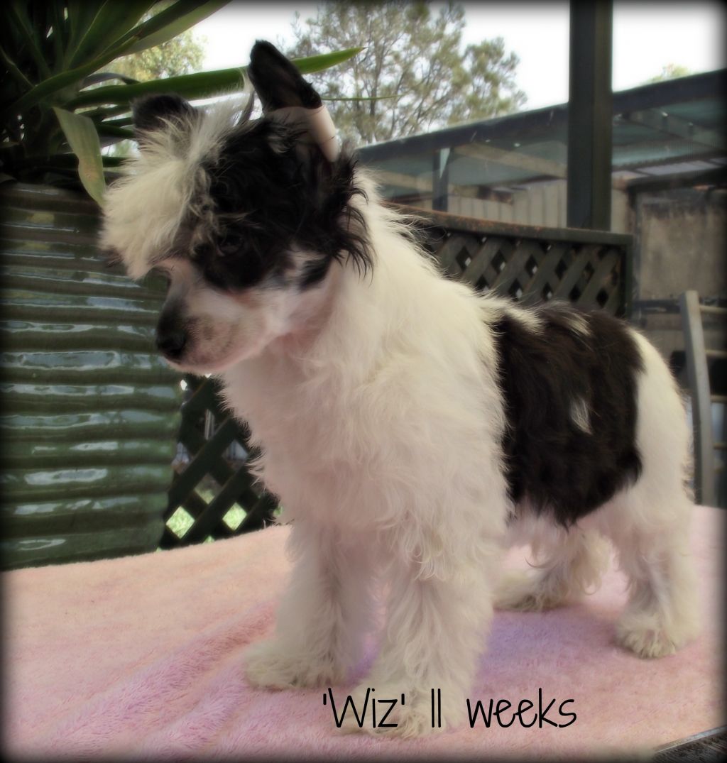 korgil Pinball Wizard