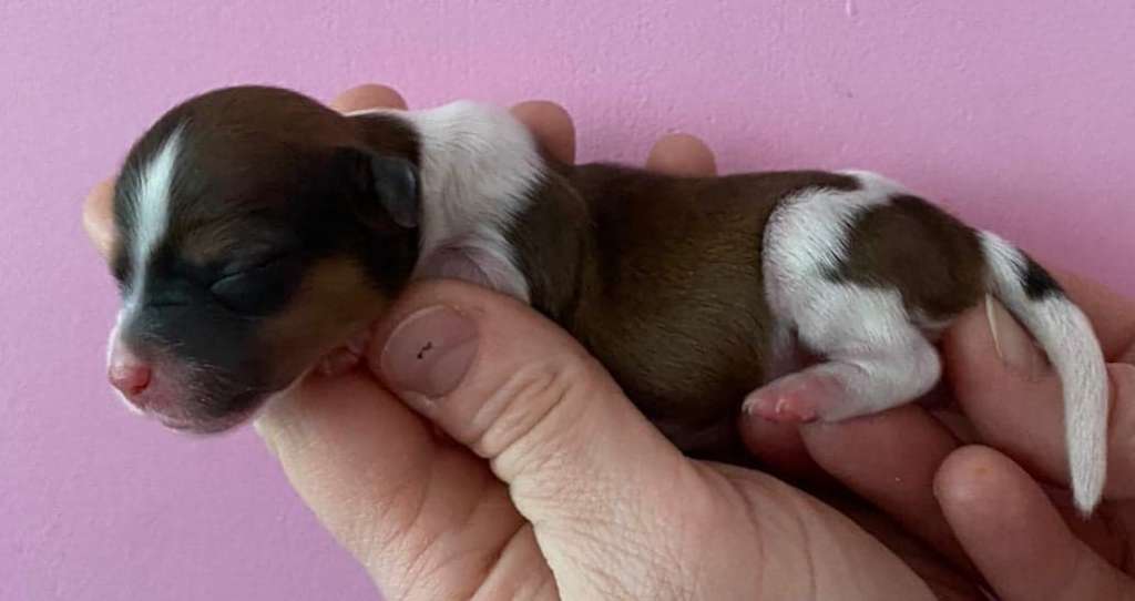 Concrete Clouds Apple Of The Eye