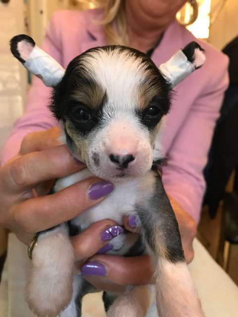 Konishiki Easter Surprise