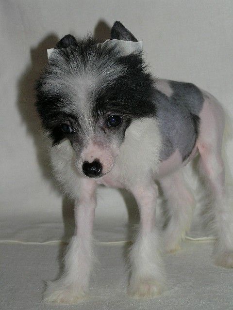 Elfgrace Eviana Seibl