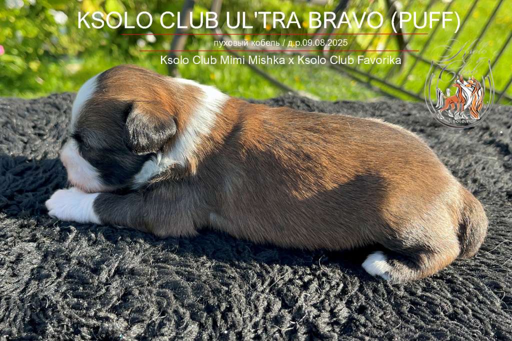 Ksolo Club  Ul'tra Bravo