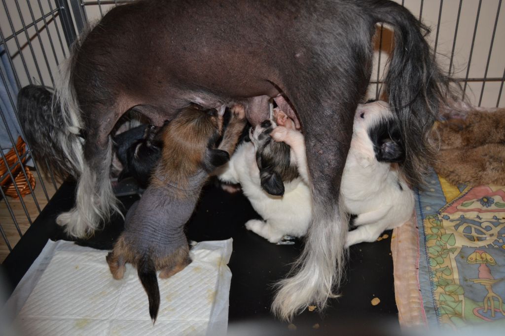 Venevjetta Baroque Chinese Horse