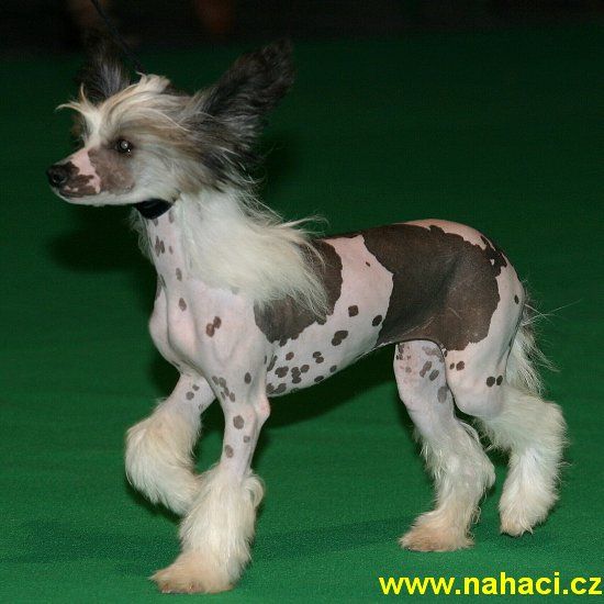 Addicted To Love N'Co