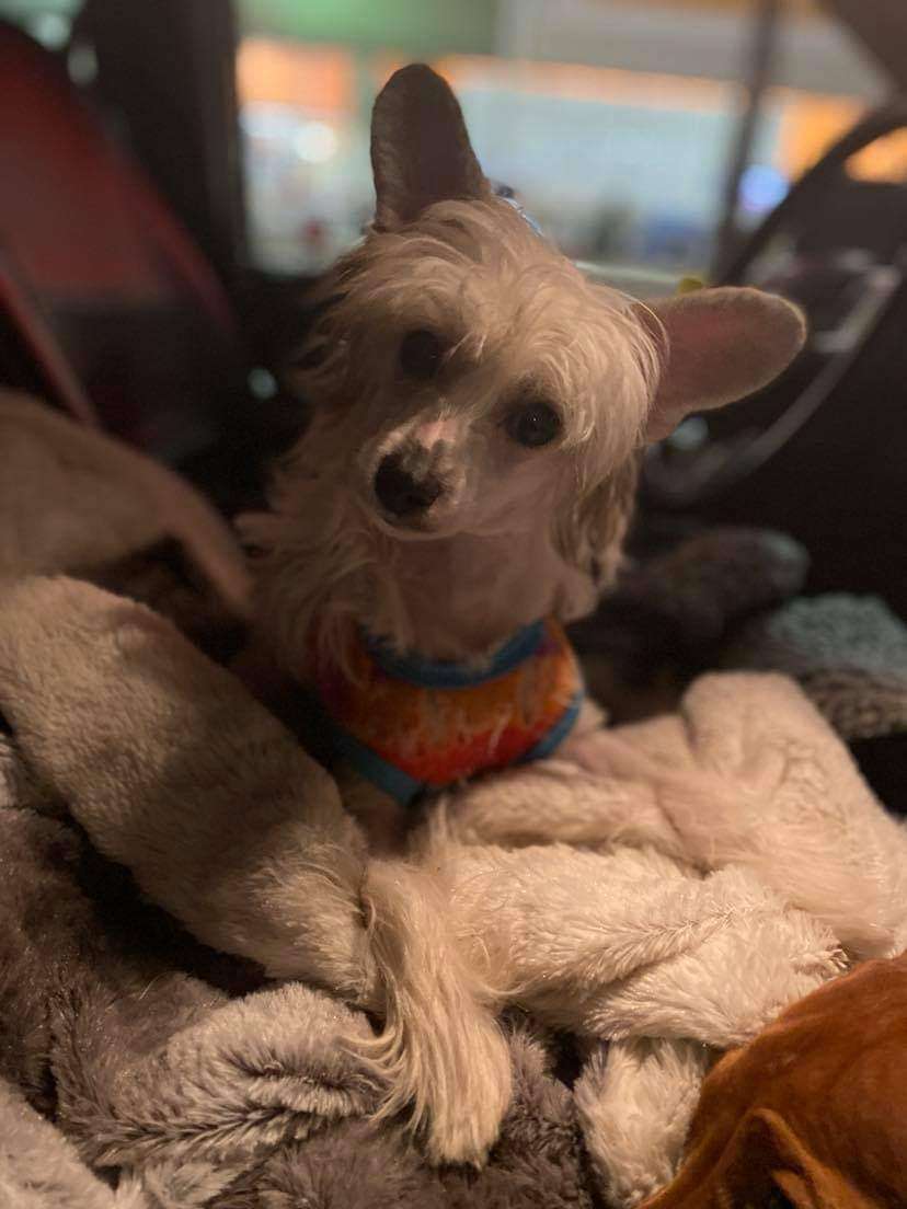 Taja prairiemist lady million