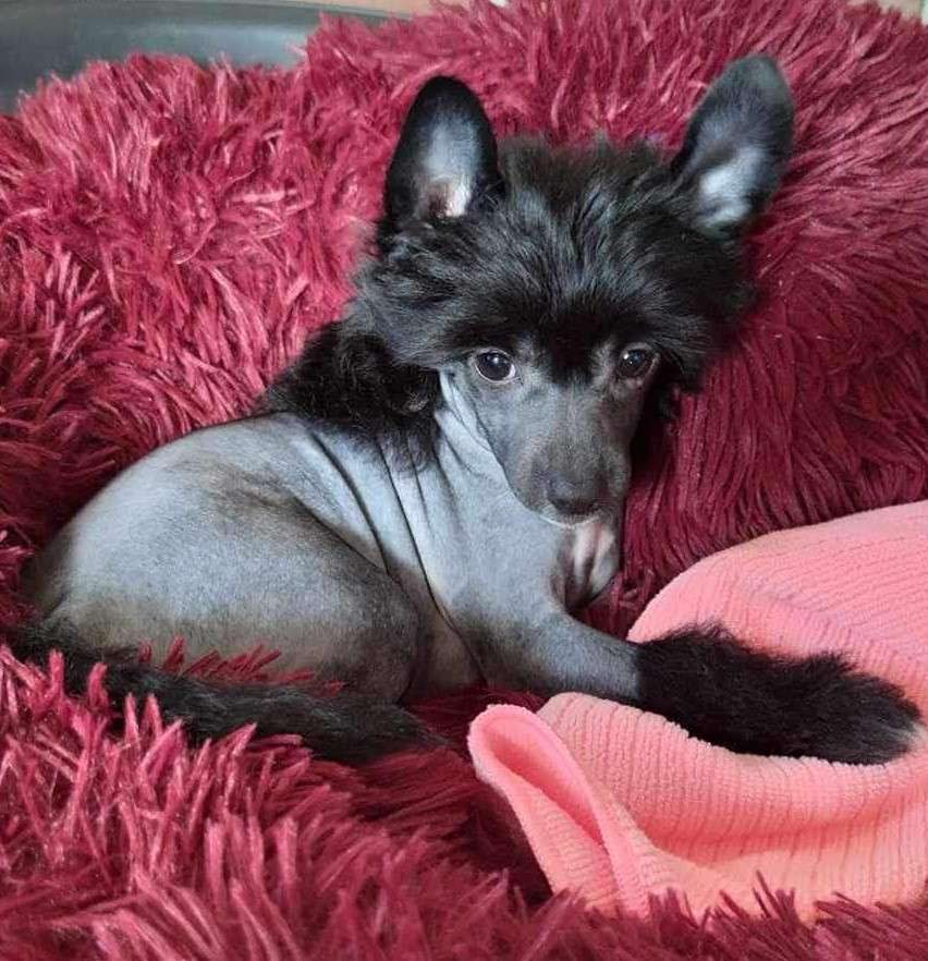 Chiara Tess Pompinell'