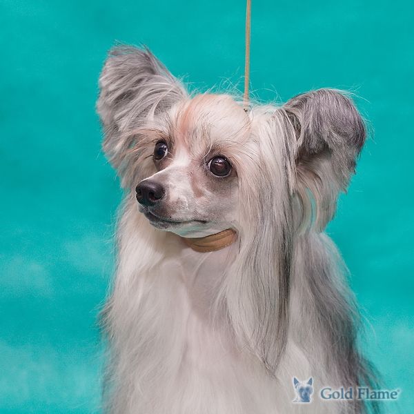 Sasquehanna (fci) Andrzejka