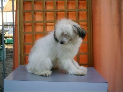 Afinda de Shangri Lah